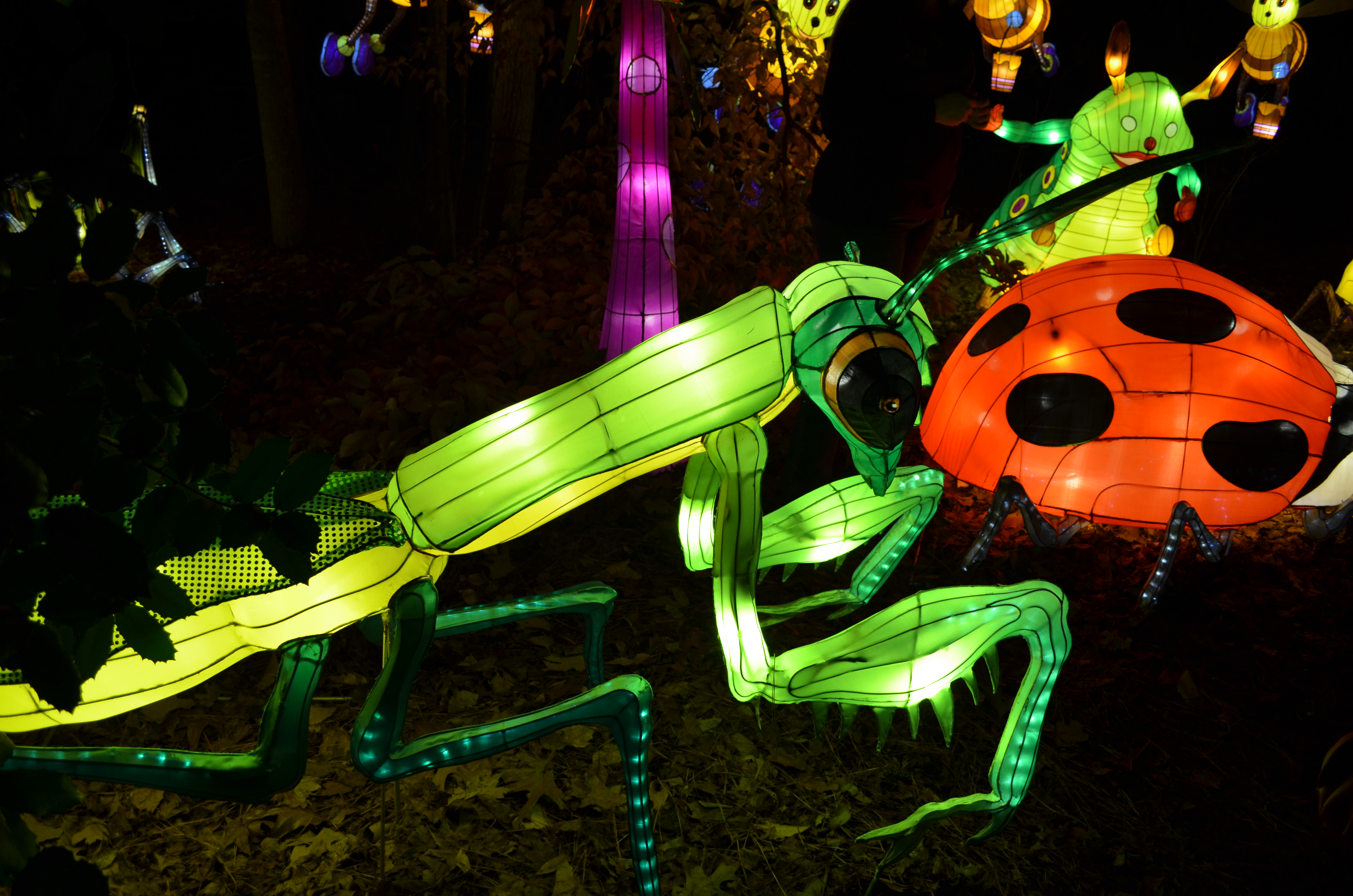 ./2015/33 - Chinese Lantern Festival/DSC_0589.JPG